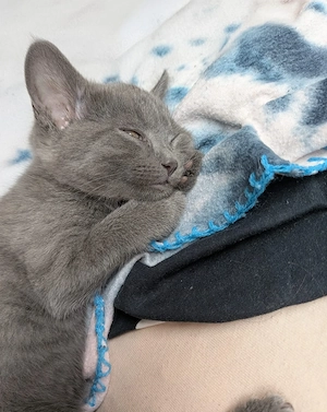 Mischlingskatze Kitten