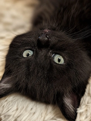 Zwei wunderschöne schwarze BKH Kitten suchen ihr Zuhause 