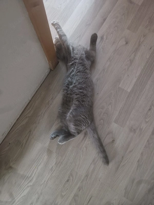 BKH MIX kater tabby