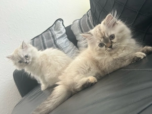 Perser Kitten Reinrassig