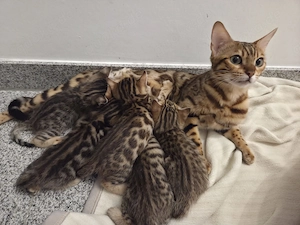 Bengal Kitten zu verkaufen