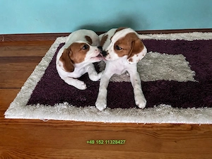 Zwei weibliche Beagles zu verkaufen