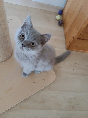Reinrassige BKH Kitten Stammbaum ab Sofort abzugeben 