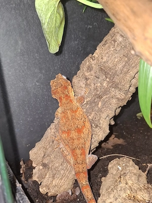 Höckerkopfgecko-Weibchen (Rhacodactylus auriculatus)   High Orange   Red Blotched, 3 Jahre Bild 5