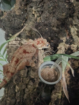 Höckerkopfgecko-Weibchen (Rhacodactylus auriculatus)   High Orange   Red Blotched, 3 Jahre Bild 2