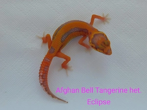 0.3 Leopardgecko Jungtiere | Weibchen | Bell Albino