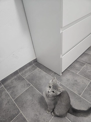 Bkh graue katze 