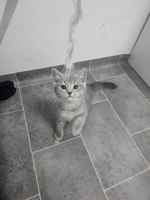 Bkh graue katze  Bild 6
