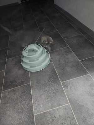 Bkh graue katze  Bild 5