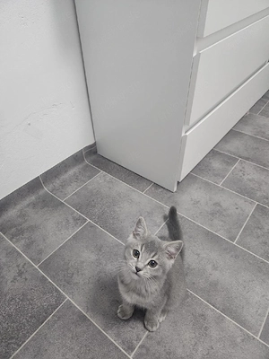Bkh graue katze  Bild 4