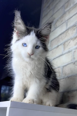 Liebevolle & verspielte Maine Coon sucht ein traumhaftes Zuhause