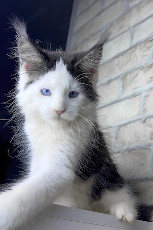 Außergewöhnliches Maine-Coon-Kätzchen   bereit, Teil Ihrer Familie zu werden