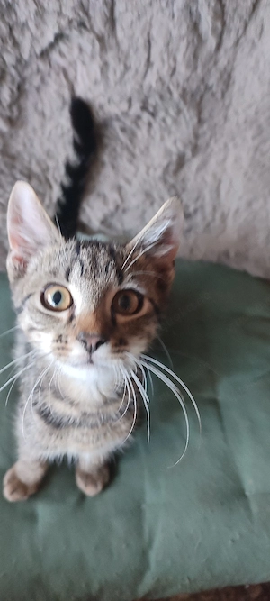 Katzenbaby's  Heilige Birmamix  Abgabebereit!
