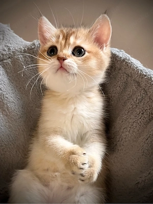 Bkh Kitten geimpft ABHOLBEREİT (golden ,point)