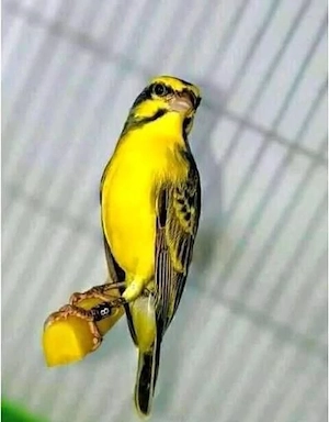 kanarienvögel