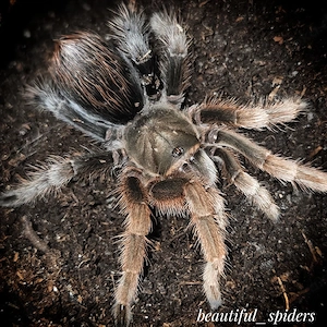 Aphonopelma sp diamondback 