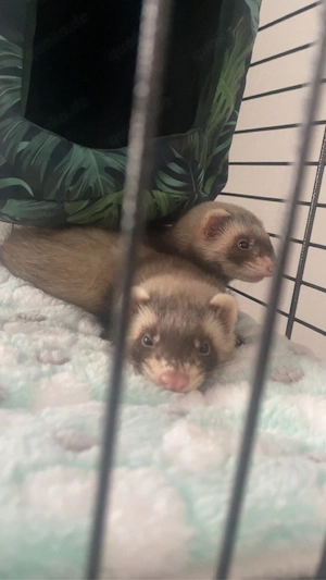 Zwei 10 Wochen alte Frettchen Pärchen mit Käfig und Zubehör