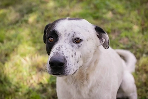 *FLINT* - ruhig und lieb und er schätzt die Nähe zu den Menschen 