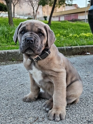cane corso welpe sucht zuhause 