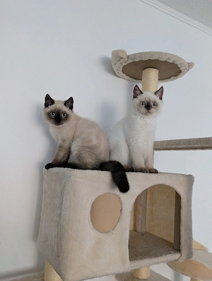 BKH Kitten suchen einen schönes Zuhause 