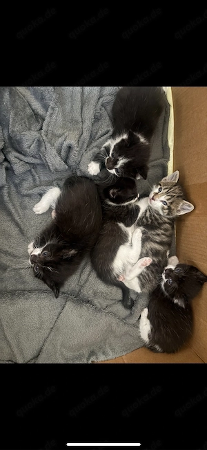 Katzen suchen Zuhause dringend 