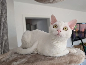 Devon-Rex-Katerchen, 5 Monate.