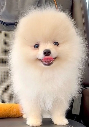 Zwergspitz pomeranian welpen mit Stammbaum
