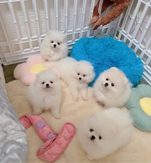    Bezaubernde Zwergspitz-Welpen (Pomeranian)   11 Wochen alt | Zittau
