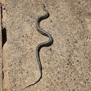 0.1 Strumpfbandnatter Thamnophis marcianus 