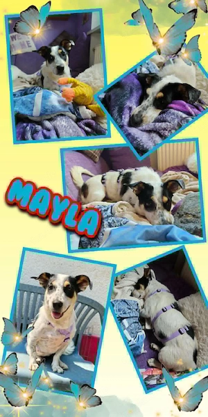 menschenbezogene, liebe, wunderschöne Hündin "Mayla" sucht ein Zuhause