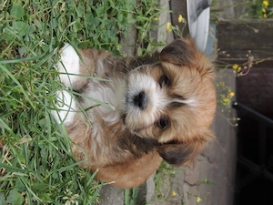 Lhasa Apso Welpen 