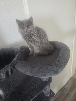 Blh Katze dringend zu verkaufen 