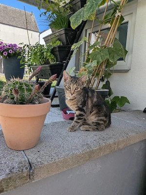 Katzenbaby weiblich