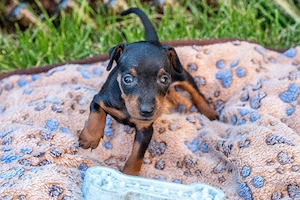 welpen Zwergpinscher Traumhafte Welpen "vom Loaner See" mit IHV e.V. Papieren   Ab sofort in liebevo