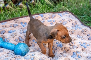 welpen Zwergpinscher Traumhafte Welpen "vom Loaner See" mit IHV e.V. Papieren   Ab sofort in liebevo