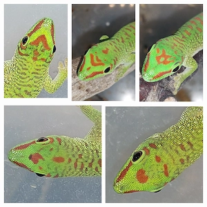 Phelsuma grandis Nachzucht abzugeben
