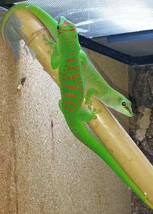 Phelsuma grandis Nachzucht abzugeben Bild 2