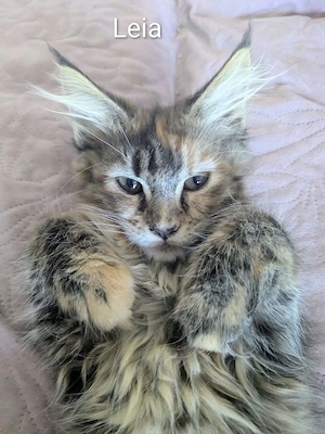 reinrassige Maine Coon Kitten 