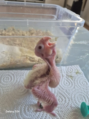 Nymphensittiche 