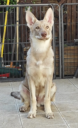 Marxdorfer Saarloos Wolfshunde Bild 5