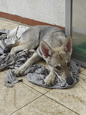 Marxdorfer Saarloos Wolfshunde Bild 9