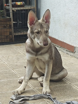 Marxdorfer Saarloos Wolfshunde Bild 8