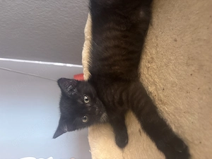 Süße Katze suchen ein liebevolles Zuhause 