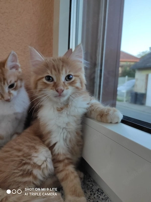 Mix Baby Katzen