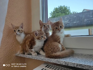 Mix Baby Katzen
