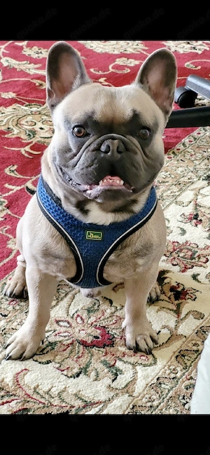 Deckrüde Französische Bulldogge 