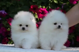 Pomeranian-Welpen abzugeben