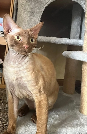 Devon Rex Kater 