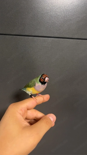 goualdamadin 