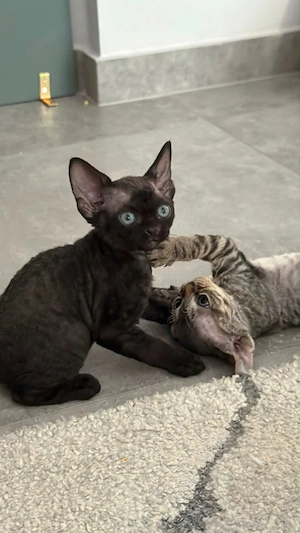 Devon Rex Kitten Stammbaum 